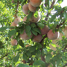 Plum-Apricot 'Dapple Dandy'